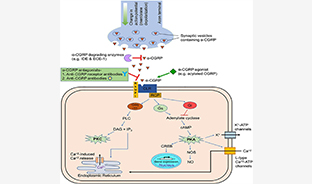 偏頭痛治療首選靶點(diǎn)——CGRP與藥篩細(xì)胞模型 偏頭痛治療首選靶點(diǎn)——CGRP與藥篩細(xì)胞模型