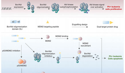 科佰Bcr-AbL激酶細(xì)胞模型助力客戶發(fā)表高分文獻(xiàn)(IF 15.1) 科佰Bcr-AbL激酶細(xì)胞模型
