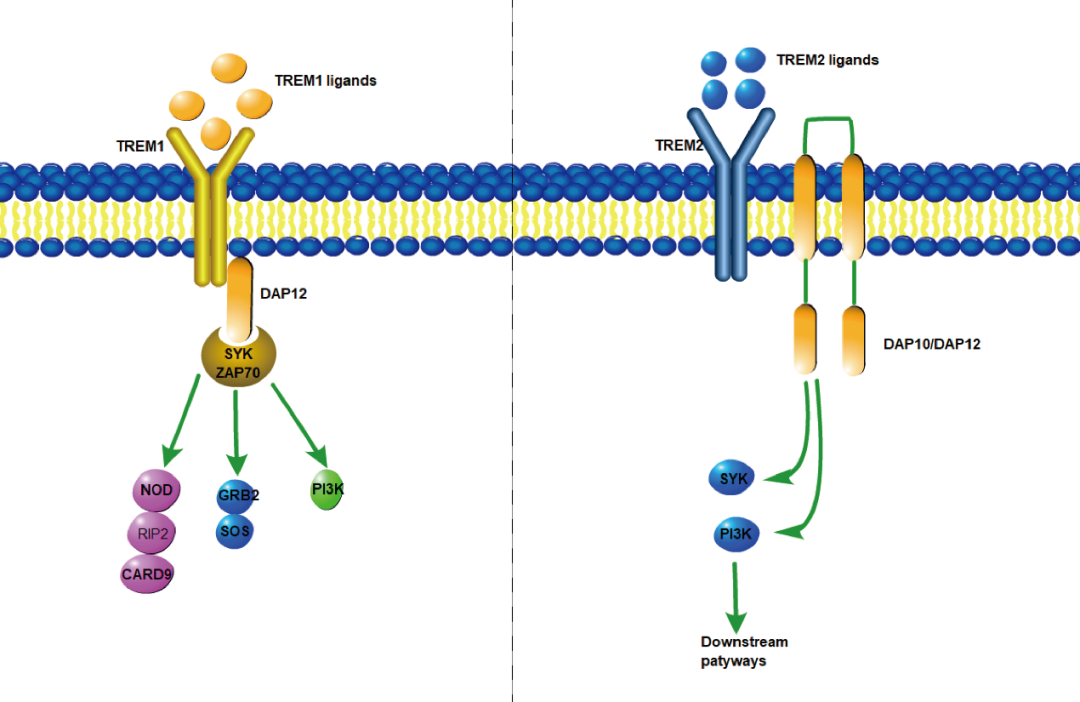阿爾茨海默癥？癌癥？-靶點TREM