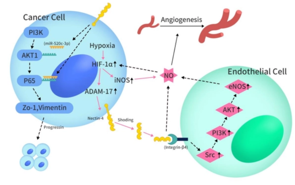 Nectin-4, ADC賽道新星靶點