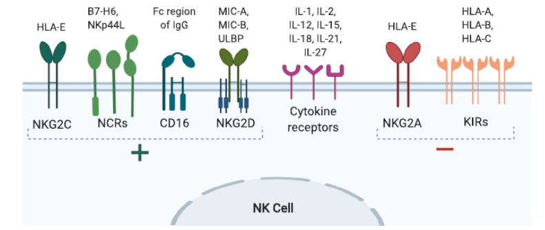 NKG2A細胞篩選模型 NKG2A細胞篩選模型