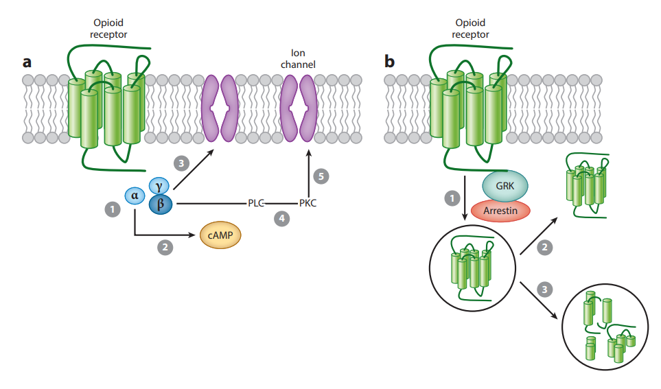 OPR細胞篩選模型 OPR細胞篩選模型