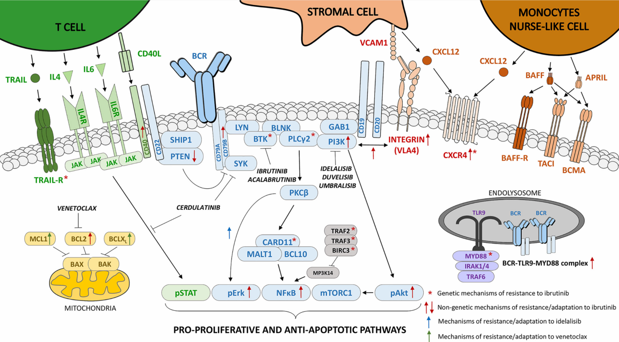 BTK細胞篩選模型