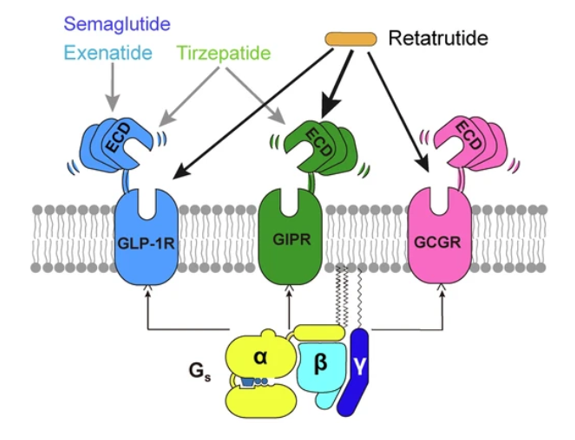 GLP-1R、GCGR、GIPR多靶點激動劑與代謝疾病
